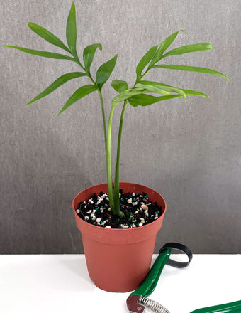 Monstera Subpinnata - Plant Proper - 4" Pot