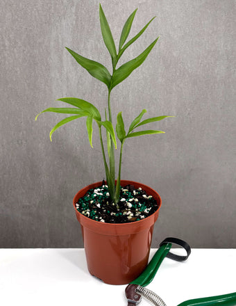 Monstera Subpinnata - Plant Proper - 4" Pot