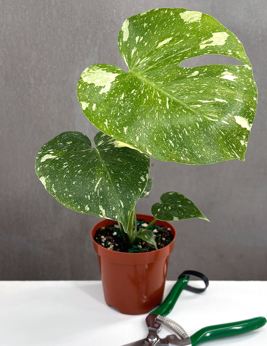その他観葉植物 Monstera Thai Constellation x 10 plants united-nursery-monstera-plants