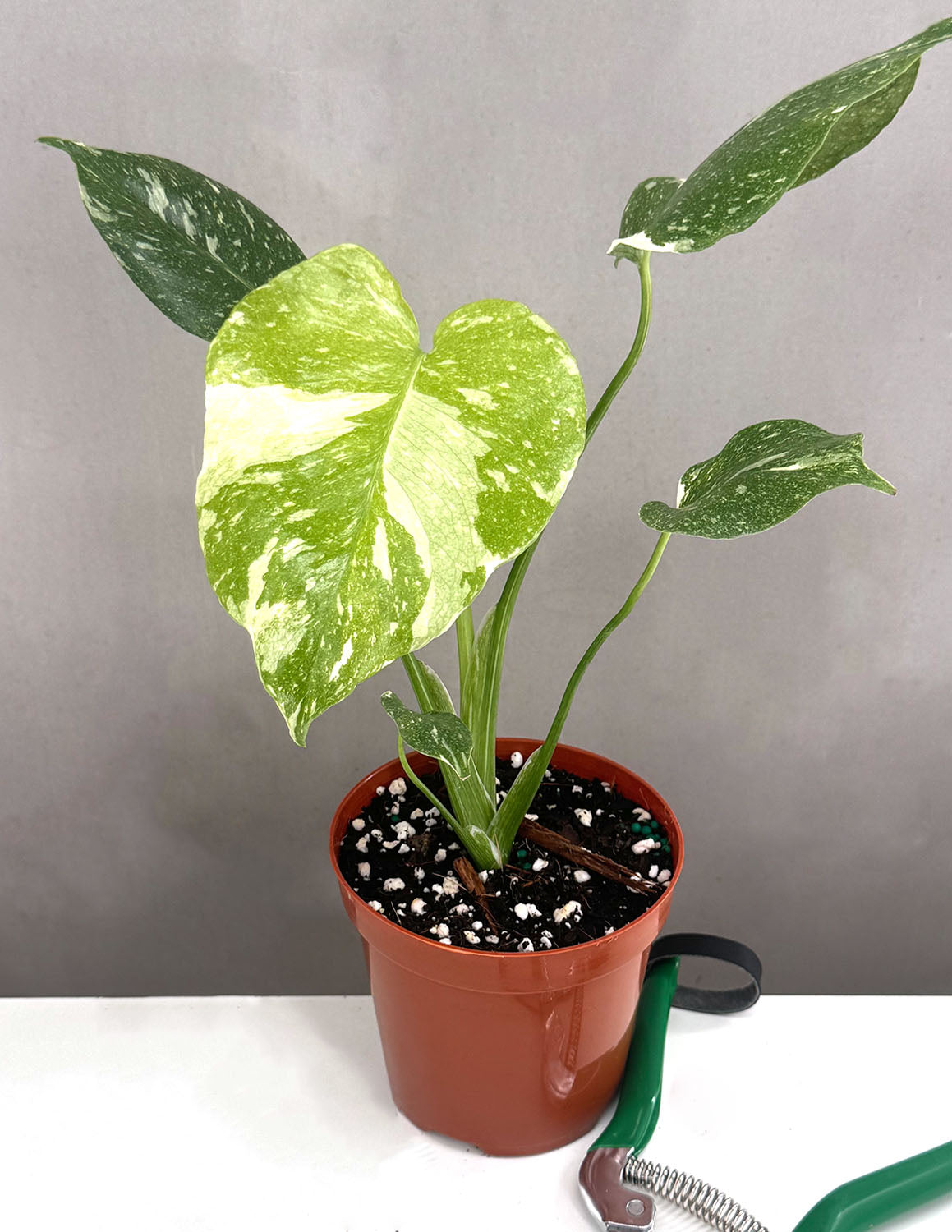 Thai Constellation Monstera Deliciosa | 4
