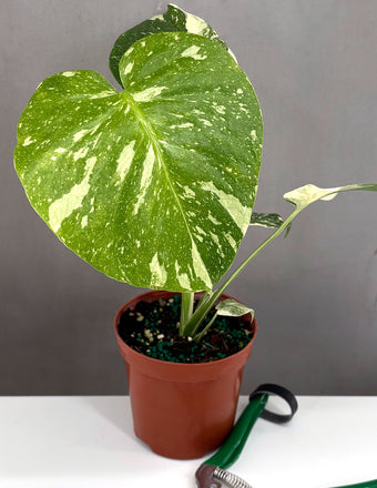 Monstera Thai Constellation - Plant Proper - 4" Pot