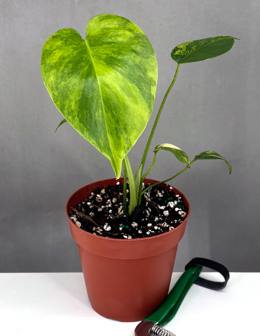 Monstera Yellow Marilyn - Plant Proper - 4" Pot