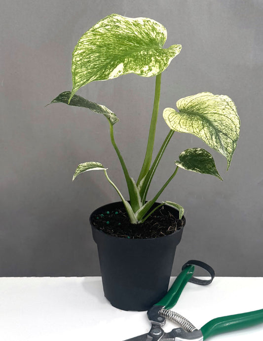 Monstera Mint - Plant Proper - 4" Pot