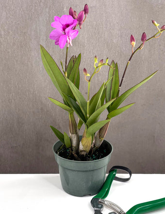 Orchid Dendrobium - Plant Proper - 4" Pot