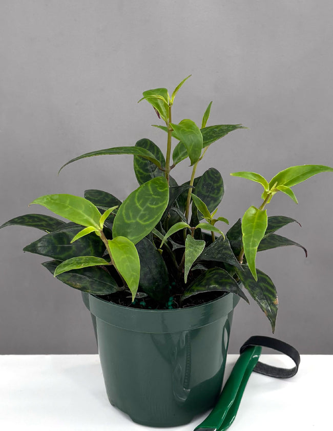 Black Pagoda Lipstick Plant - Plant Proper - 4" Pot