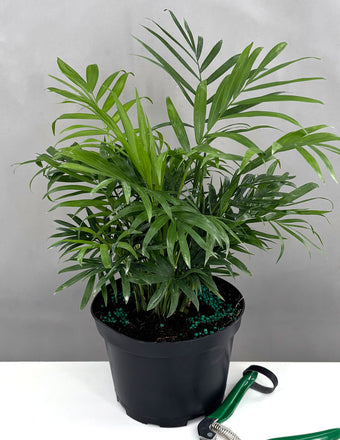 Parlor Palm - Plant Proper - 6" Pot