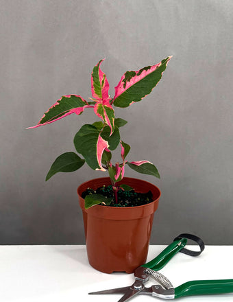 Alternanthera Ficoidea Party Time