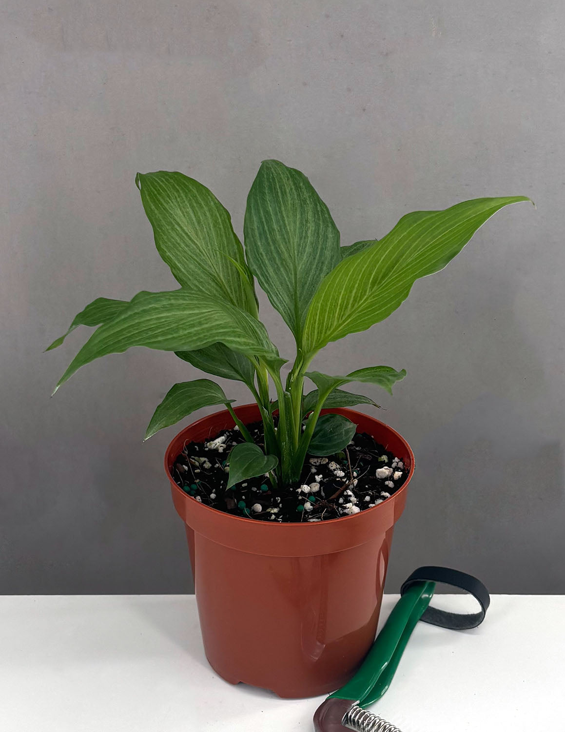 platinum mist peace lily Peace Lily Platinum Mist | Houseplant