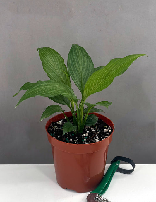 Peace Lily Platinum Mist - Plant Proper - 4" Pot