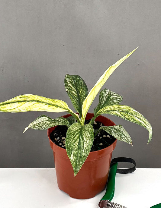 Peace Lily Sensation Variegated - Plant Proper - 4"