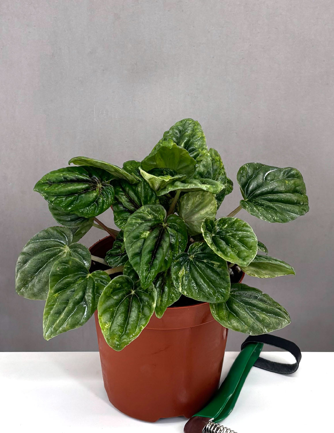 buenos aires plants Peperomia Caperata Buenos Aires