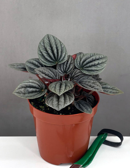 Peperoia Caperata Mendoza - Plant Proper - 4" Pot