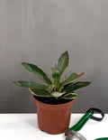 Peperomia Ginny - Houseplants - Plant Proper - 3" Pot