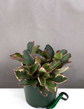 Peperomia Ginny - Plant Proper - 6" Pot