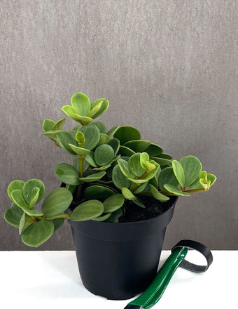 Peperomia Hope - Plant Proper - 4" Pot
