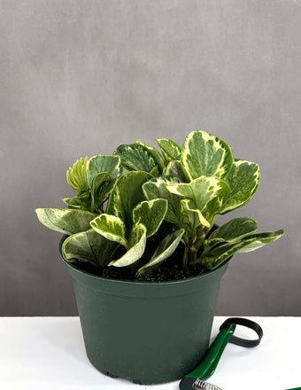 Peperomia Marble - Plant Proper - 6" Pot
