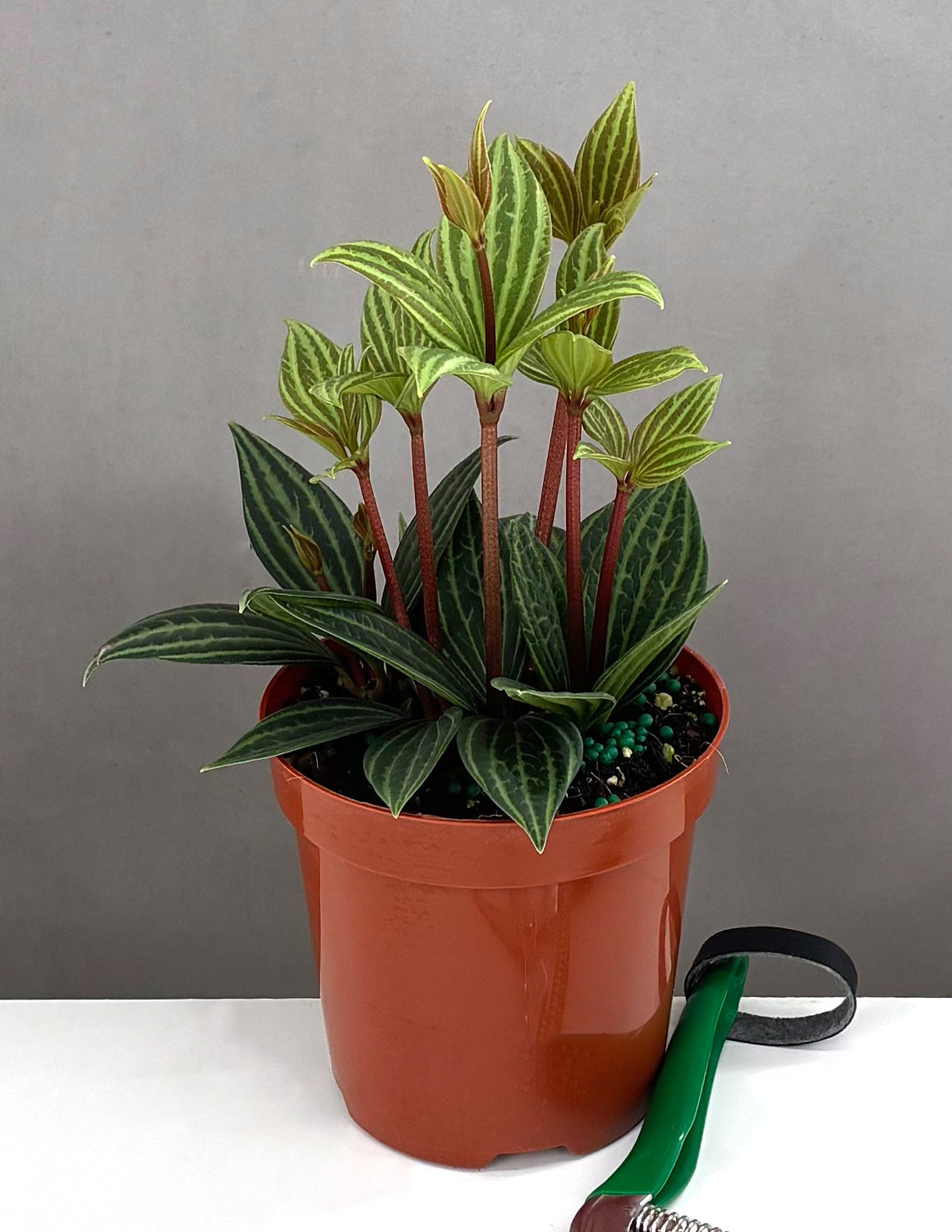Peperomia Puteolata | Houseplants