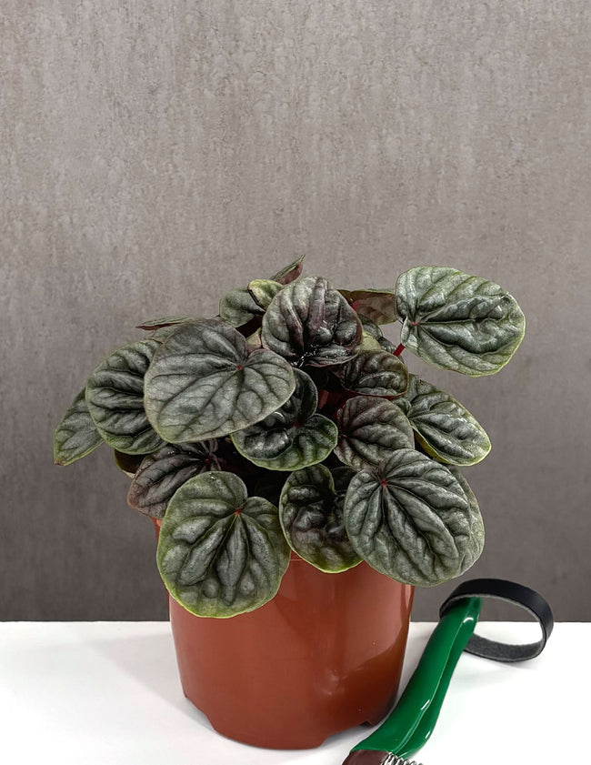Peperomia Red Beauty - Plant Proper - 4" Pot