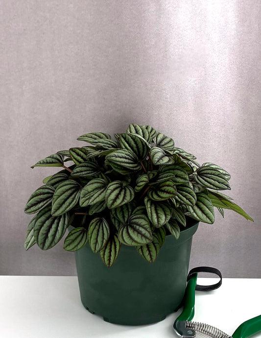 Peperomia Piccolo Banda - Plant Proper - 6" Pot