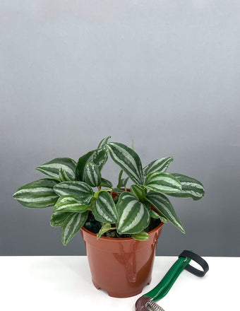 Peperomia Mini Watermelon - House Plant - Plant Proper - 4" Pot