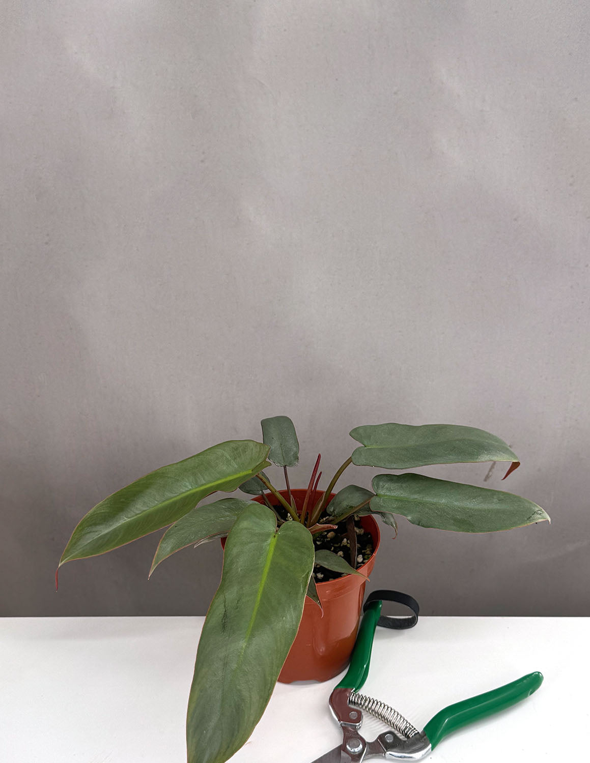 philodendron attenuatum Philodendron Atabapoense | Houseplant