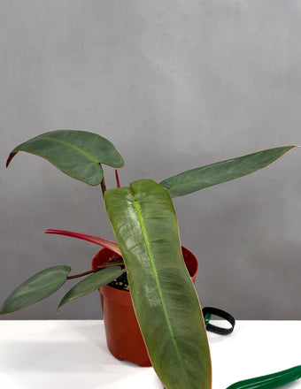 Philodendron Atabapoense - Plant Proper - 4" Pot