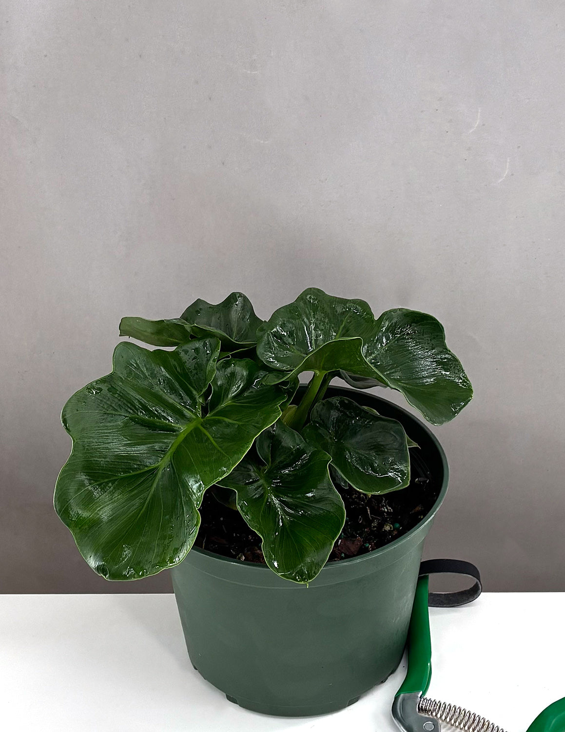 philodendron super atom propagation Philodendron Atom | Houseplant