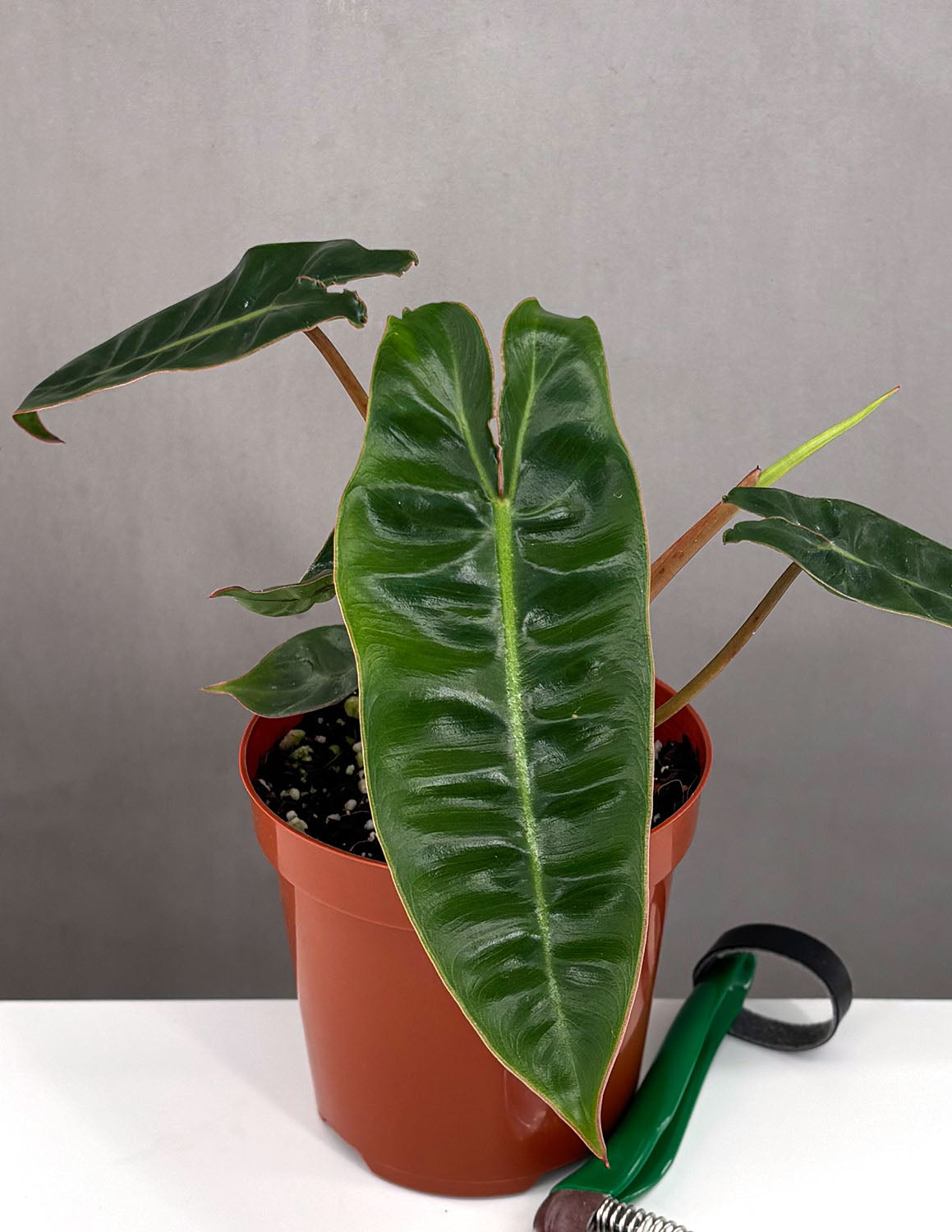 billietiae philodendron price Philodendron Billietiae