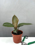 Philodendron Black Cardinal - Plant Proper - 4" Pot