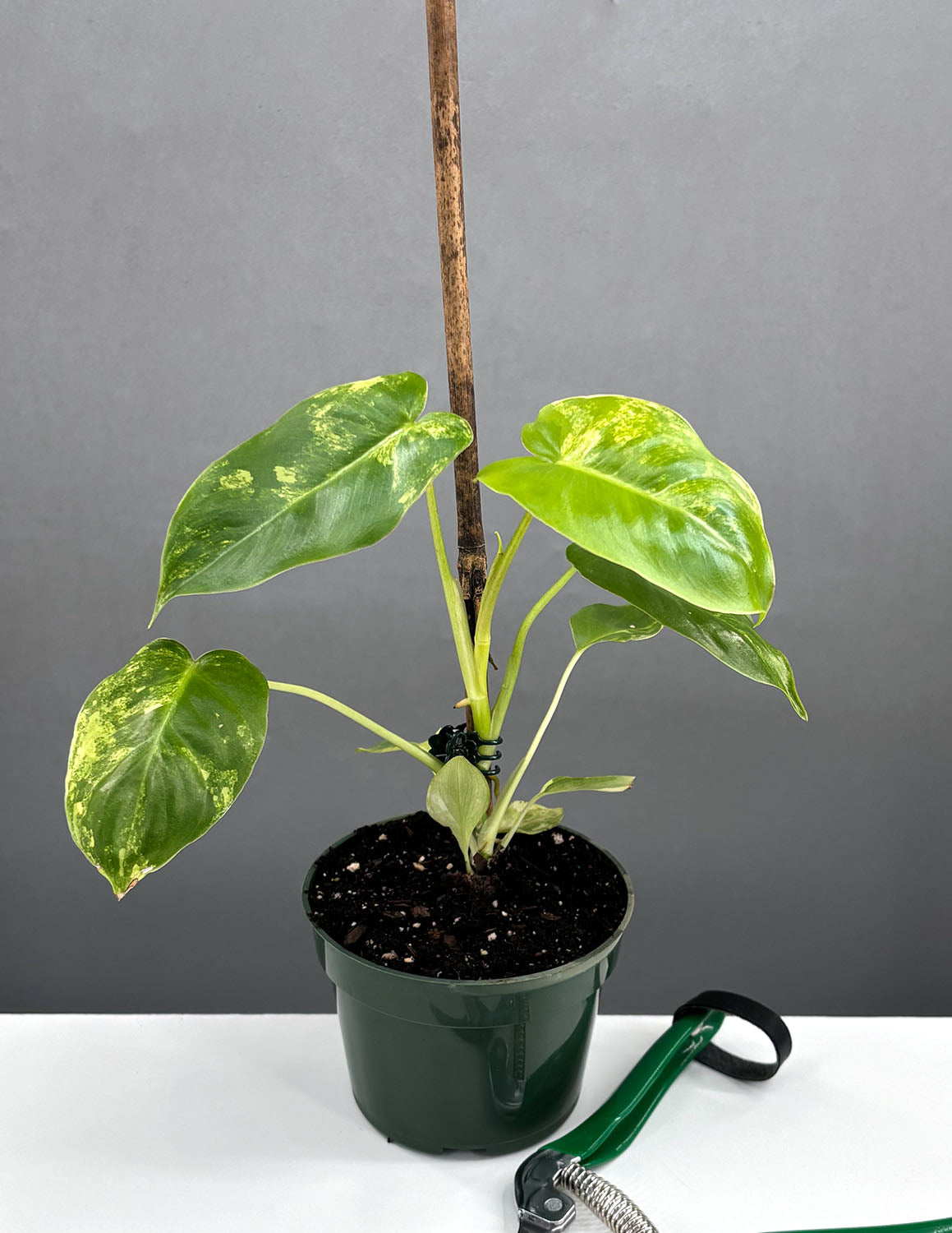 Variegated Burle Marx | Houseplants