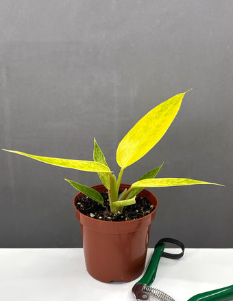 Philodendron Calkins Gold - Plant Proper - 4" POt