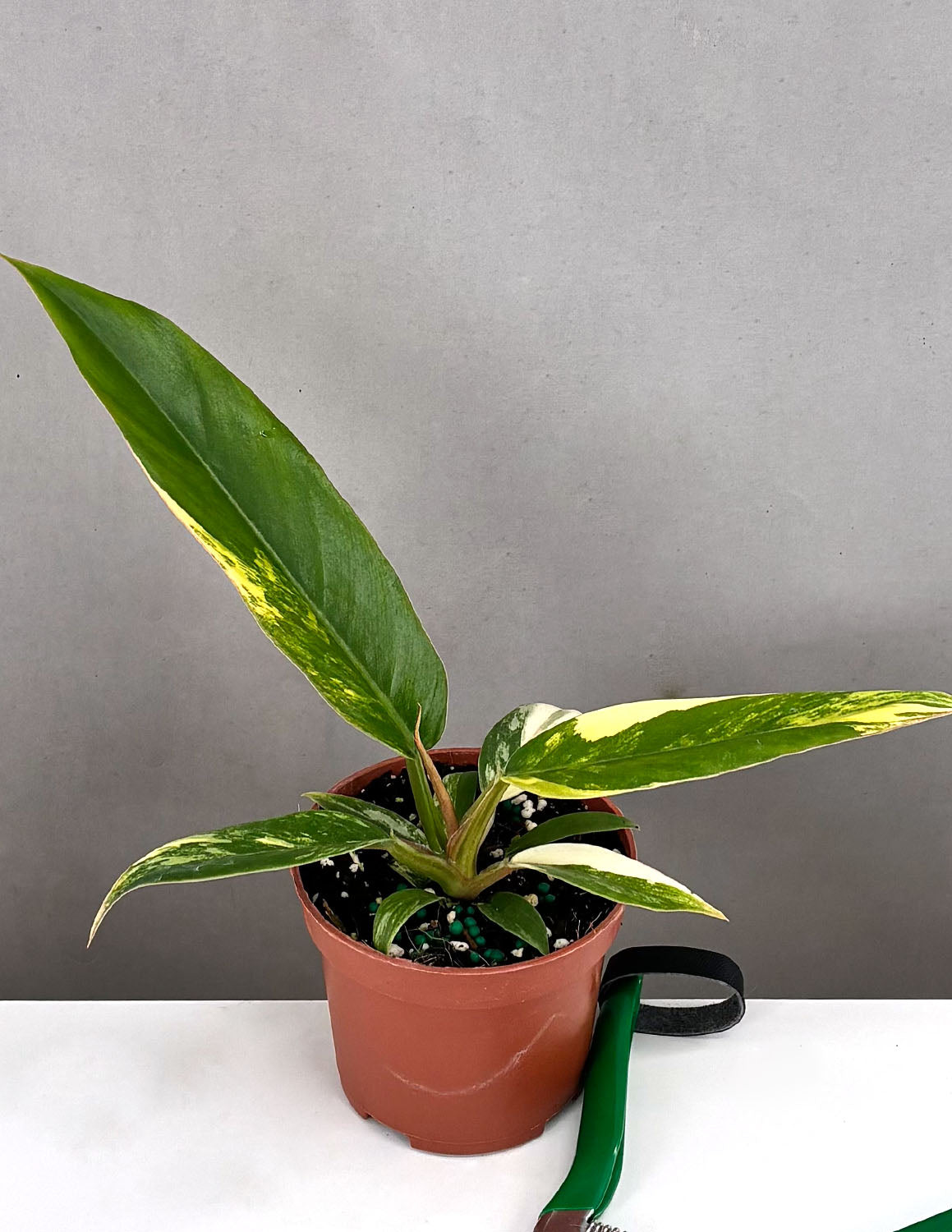 Philodendron Caramel Marble | Houseplants | Always Affordable at Plant  Proper