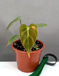 Philodendron El Choco Red - Plant Proper - 3" Pot
