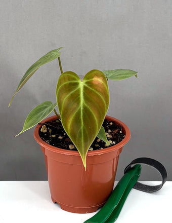 Philodendron El Choco Red - Plant Proper - 3" Pot