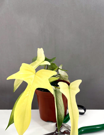 Philodendron Florida Ghost Notched & Blotched - Plant Proper - 4" Pot