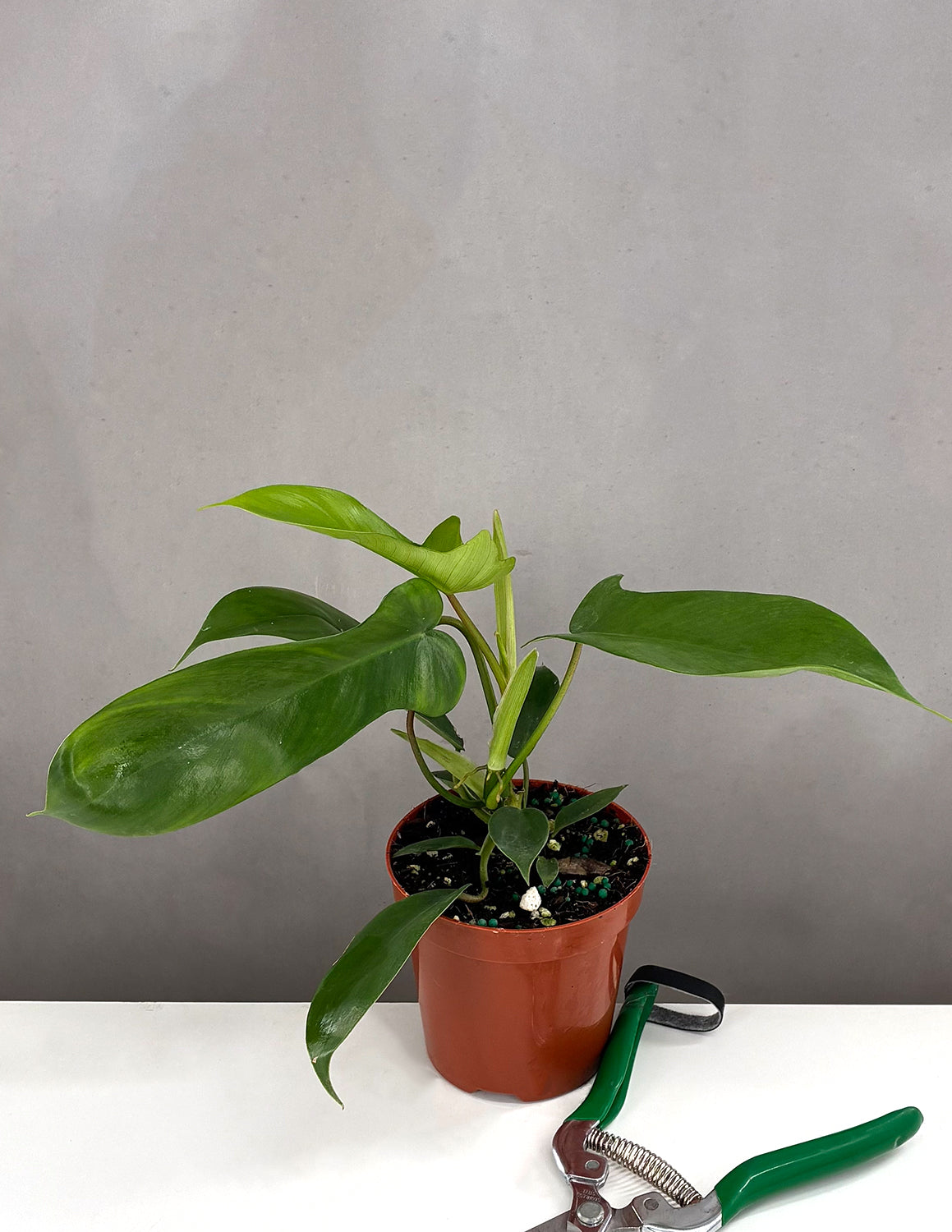 philodendron florida care Philodendron Florida Green | Houseplant