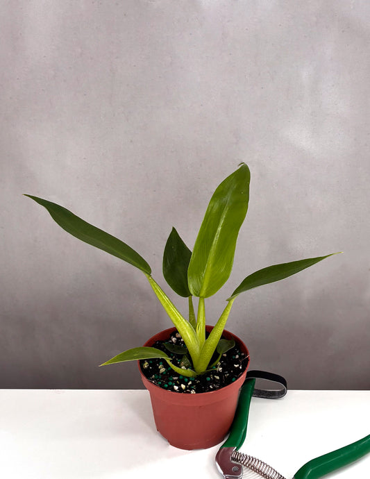 Philodendron Fat Boy - Plant Proper - 3.5" Pot