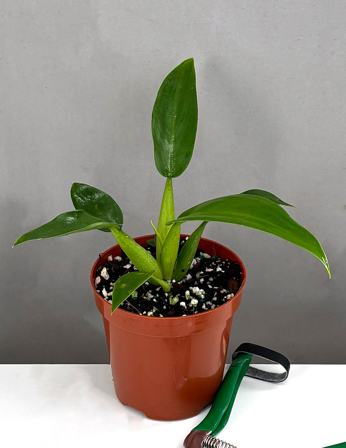 philodendron cannifolium Philodendron Fat Boy
