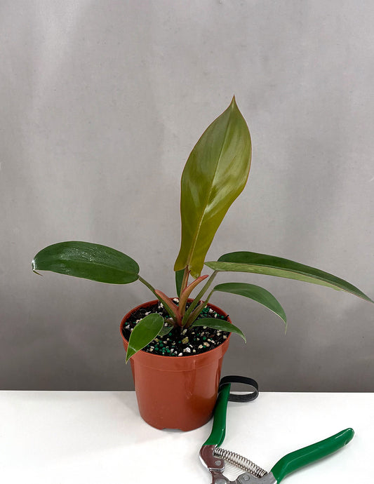 Philodendron Florida Bronze - Plant Proper - 4" Pot