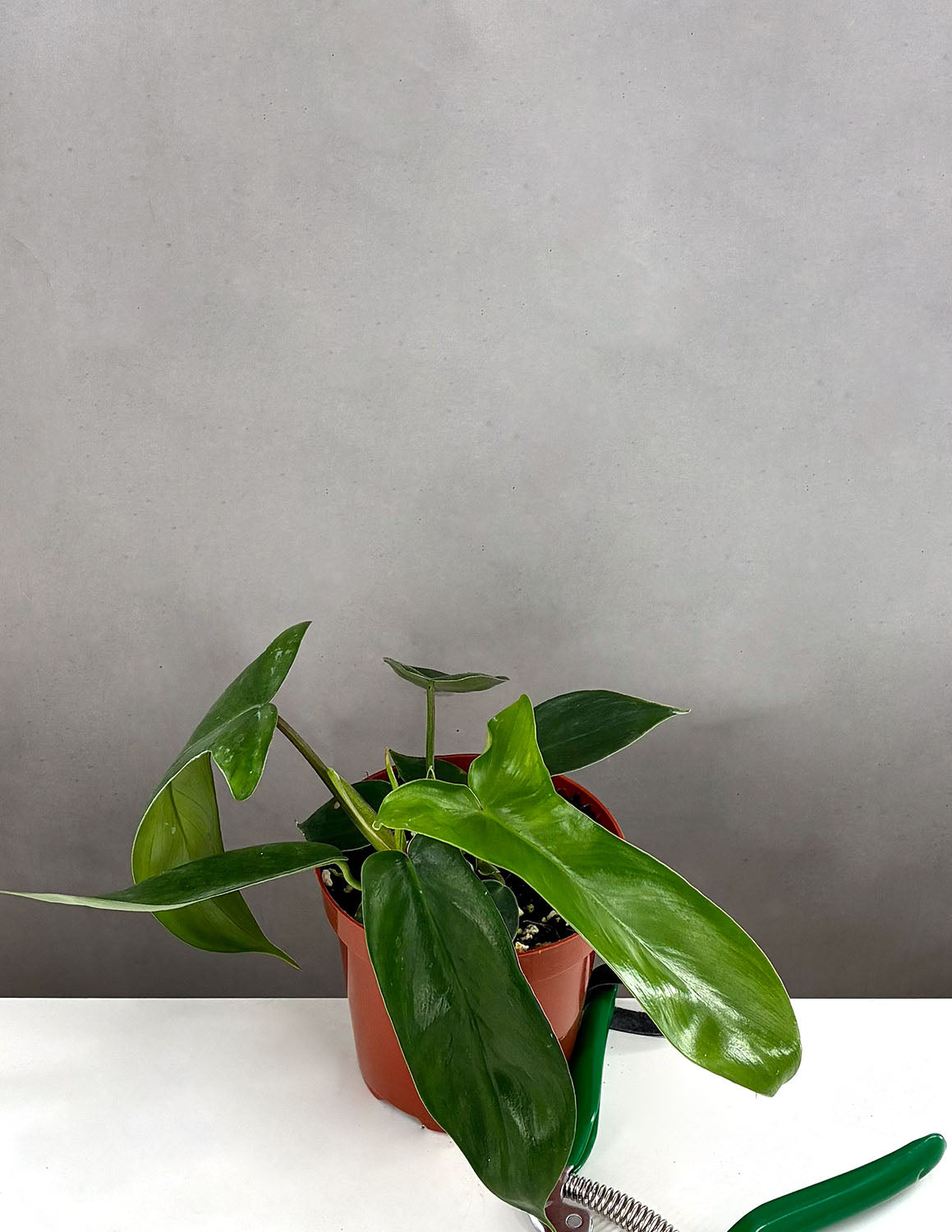 Philodendron Florida Green | Houseplant