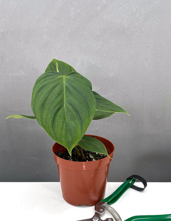 Philodendron Fuzzy Petiole - Houseplants - 4" Plant Proper