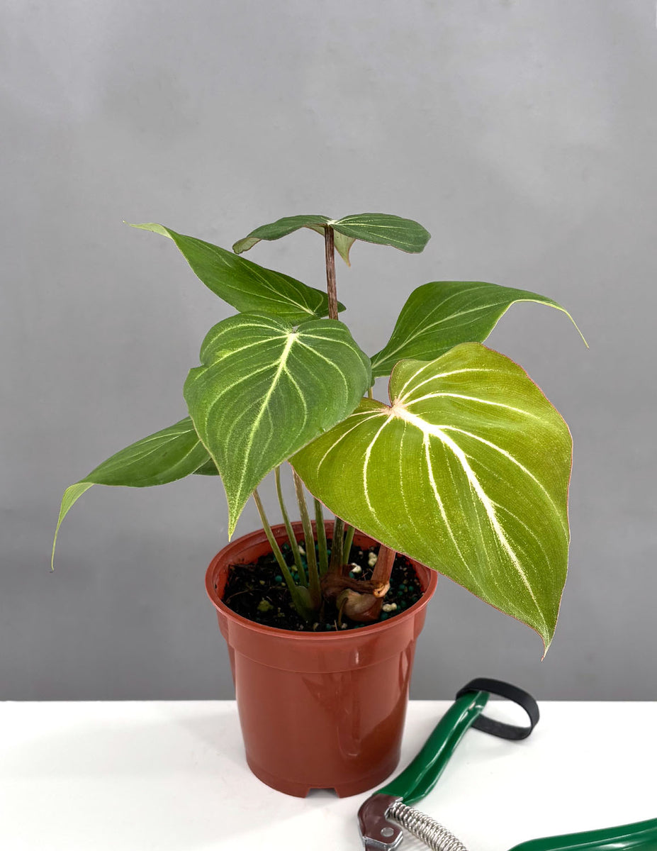 モンステラ・ポトス Philodendron gloriosum 'Radiante' Philodendron Gloriousum – Rare & Elegant Houseplant | Ed's
