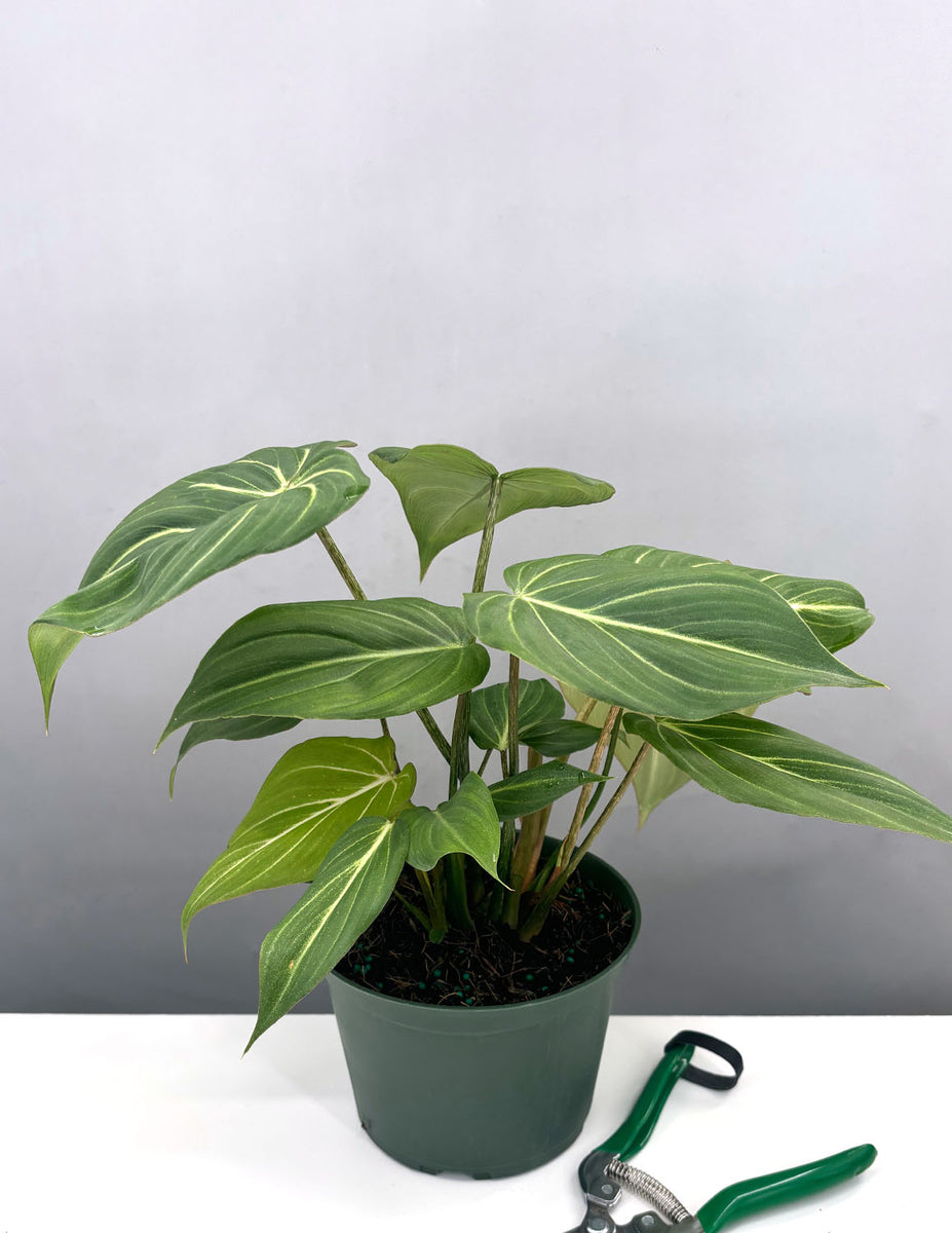 Philodendron gloriosum, *RARE* Velvet Collector's cheapest Plant