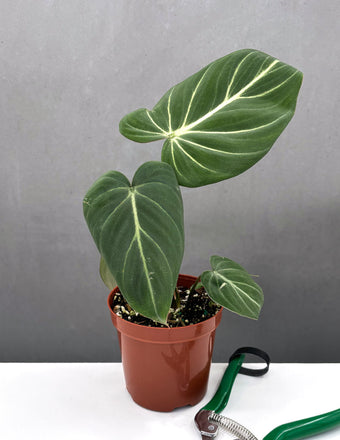Philodendron Gloriosum Notched and Blothced - Plant Proper - 4" Pot