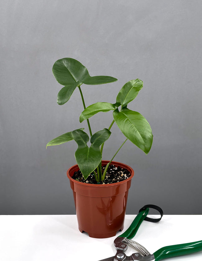 Philodendron Goeldii - House Plant - Plant Proper - 4" Pot