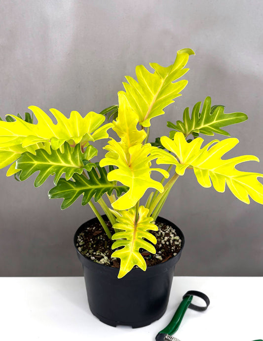 Philodendron Golden Xanadu - Plant Proper - 6" Pot