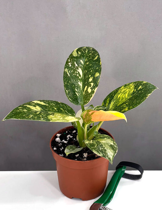 Philodendron Green Congo Nuclear - Plant Proper - 3.5" Pot