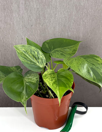 Philodendron Variegated Heartleaf - Plant Proper - 4" Pot
