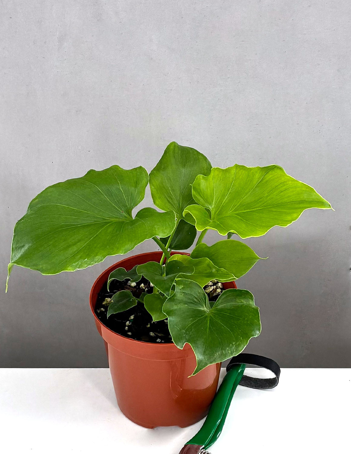 pink marble philodendron Philodendron erubescens, 