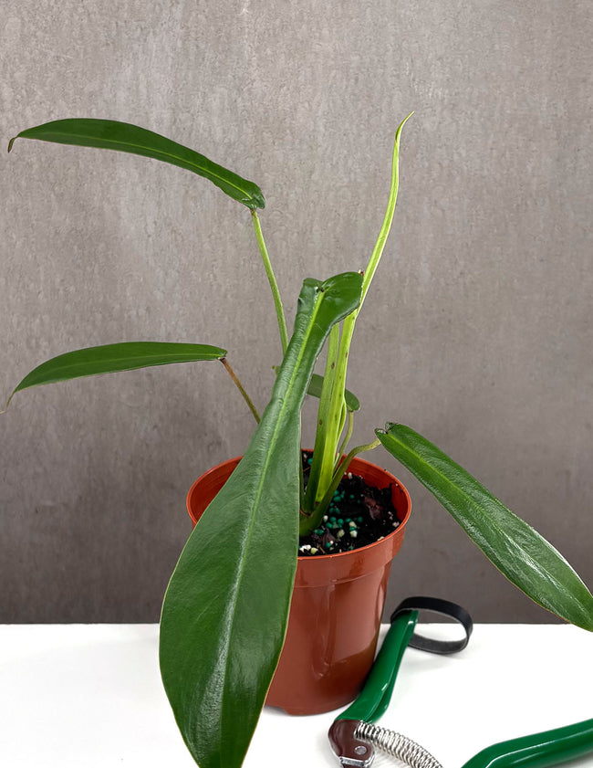 Philodendron Joepii - Plant Proper - 4" Pot